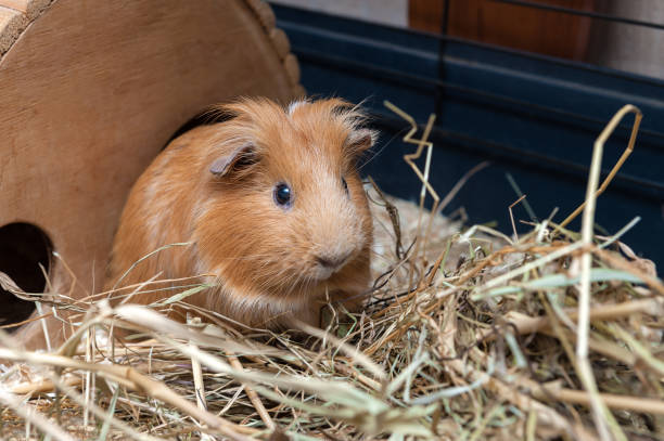istock Portrait of red guinea pig. 825573380