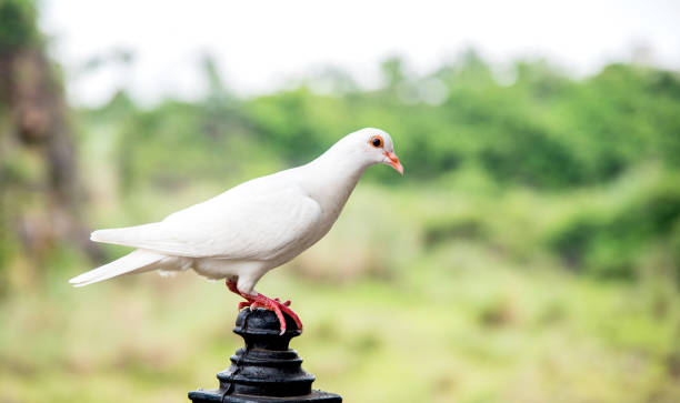 gabbiano, uccello bianco della libertà al parco - discerning foto e immagini stock