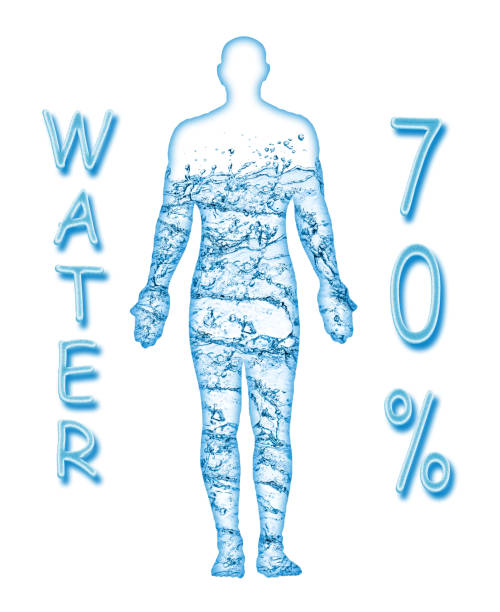 70 percent of a human body is water stock photo