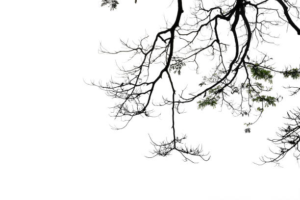 istock silhouette of a leafless tree with copy space isolated on white background 825574046