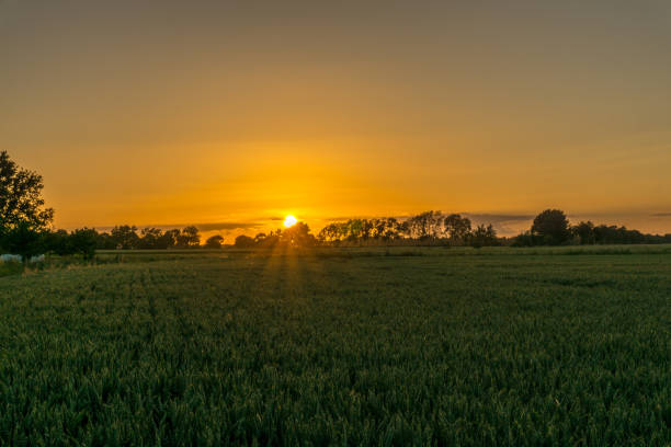 istock Sunset over a cereal field with trees in the background 825574296