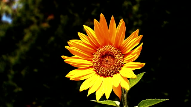 Sunflower Blowing in the Wind