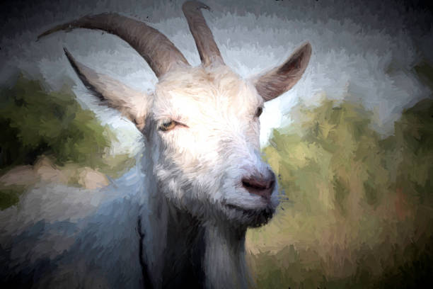 istock Portrait of a white horned goat on a blurred background 825577466