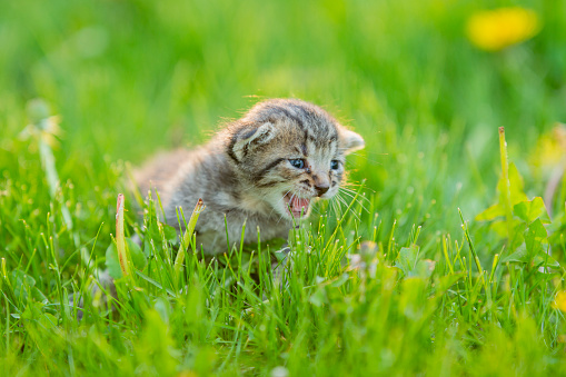 A small newborn kitten is outside in the grass alone in the summer. In this frame the kitten is facing the camera and giving lots of effort in its first big meow.