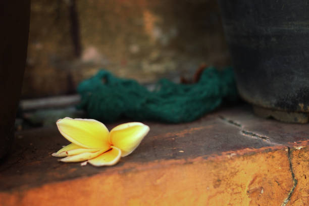 Small young growing purple frangipani flowers