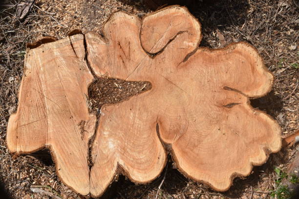 Cross Looking Tree 680+ Cross Section Of The Cedar Tree Stock Photos, Pictures & Royalty ...