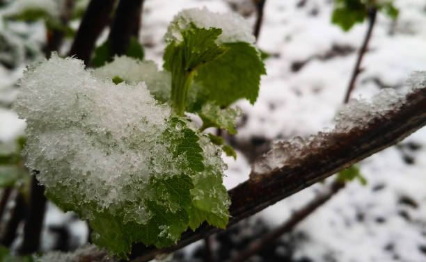 grapevine beginnt nach eisigen regen mit austreiben. - blizzard ice damaged snow stock-fotos und bilder