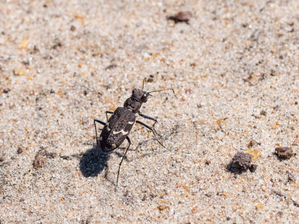 稀土對沙荒地路徑瀕危稀缺荒地虎甲蟲 (cicindela sylvatica) - 班蝥 個照片及圖片檔