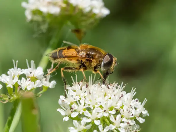 Eristalis horticola hoverfly or dronefly feeding or nectaring on white flower, water dropwort or umbellifer