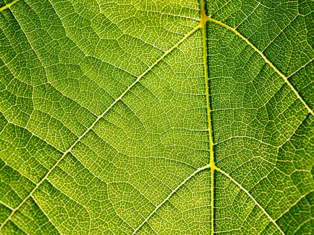 istock Leaves texture leaf background macro green light closeup 825584160