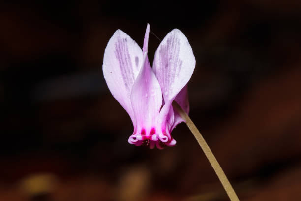 istock Cyclamen (Cyclamen hederifolium) close-up of flower 825584298
