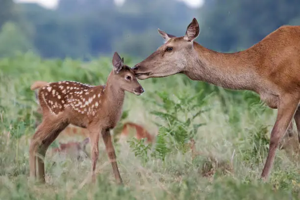 Photo of Red deer (Cervus elaphus) female hind mother and young baby calf having a tender bonding moment