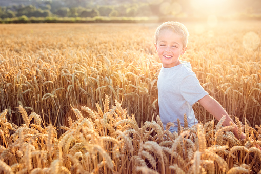 Boy running and smiling in a golden wheat field in summer sunset