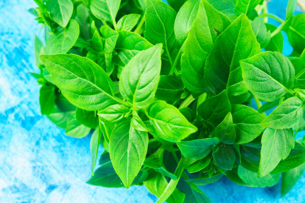 istock A bunch of green lemon basil on a blue background 825586476