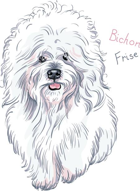 ilustraciones, imágenes clip art, dibujos animados e iconos de stock de vector blanco monada dog breed bichón frisé - long haired chihuahua mixed breed dog purebred dog long hair