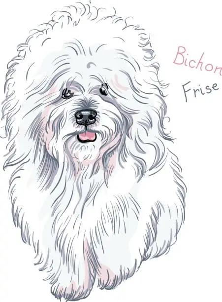 Vector illustration of vector white cute dog Bichon Frise breed