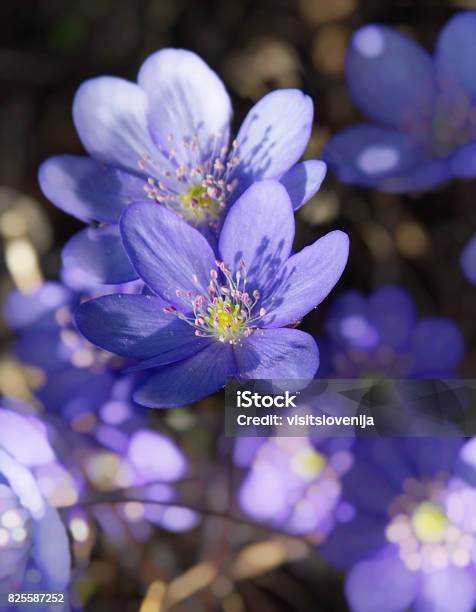 Blue Hepatica Color Blue Hepatica Stock Photo - Download Image Now - Anemone Flower, Beauty ...