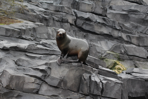 brown fur seal sitting on rock