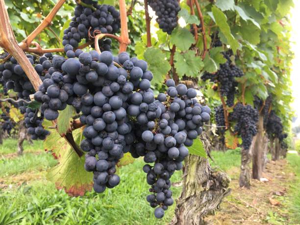 istock Close up in vineyard on red grapes 825593406