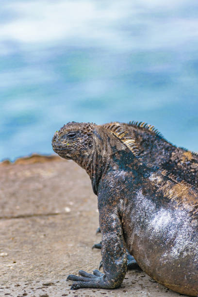 istock Group of Small Iguanas Resting at Ground 825594066