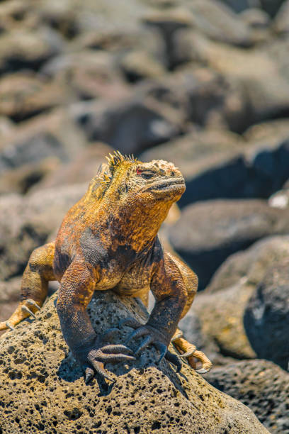 istock Iguana at Rocky Coast 825594122