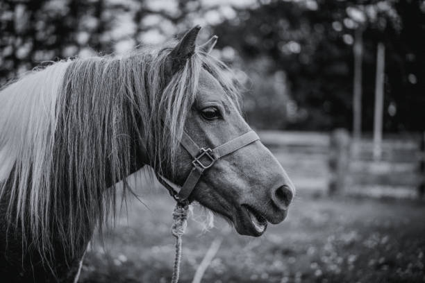 istock Animal Photos 825596940