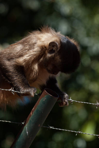 dietro le sbarre: una scimmia cappuccina tufted selvaggia (sapajus apella) trova una recinzione di filo spinato. - male animal mammal animals in the wild fur foto e immagini stock