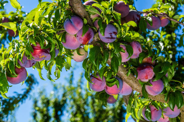 pflaume tree - healthy eating macro vegetable farm stock-fotos und bilder
