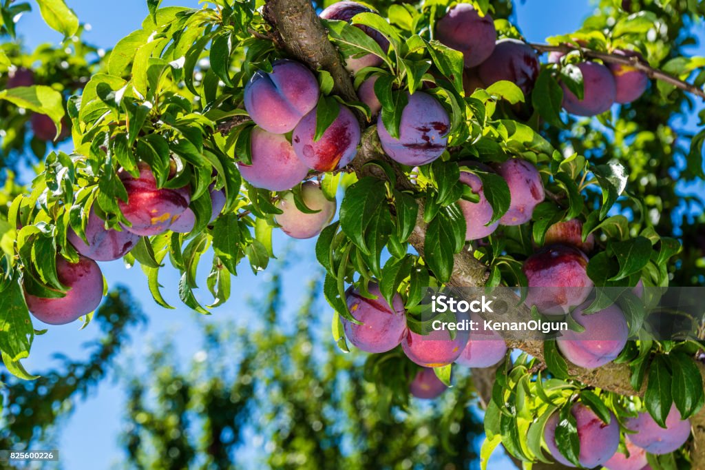 Plum tree Plum Stock Photo