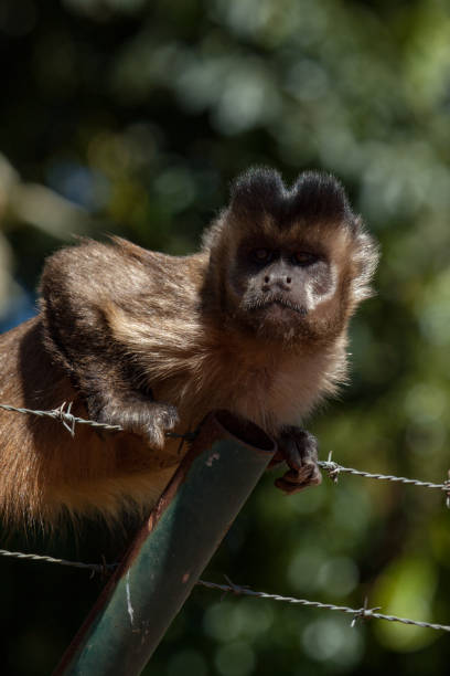 dietro le sbarre: una scimmia cappuccina tufted selvaggia (sapajus apella) trova una recinzione di filo spinato. - male animal mammal animals in the wild fur foto e immagini stock