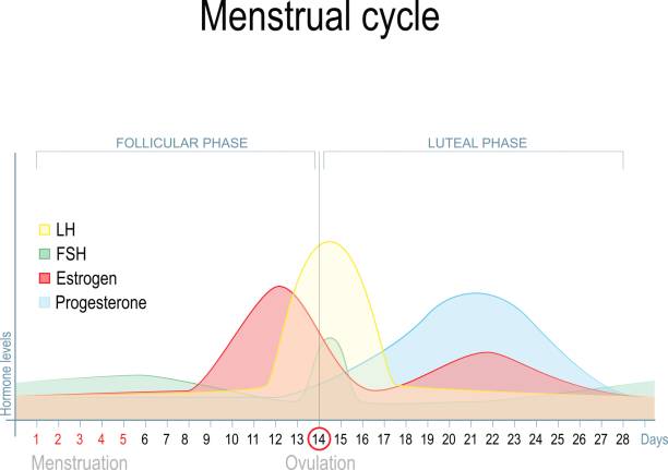 Menstrual cycle vector art illustration