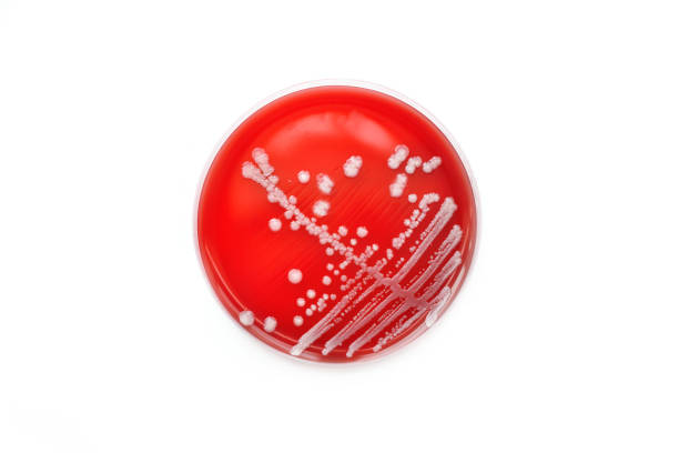 cultivo de bacterias - staphylococcus petri dish bacterium biology fotografías e imágenes de stock