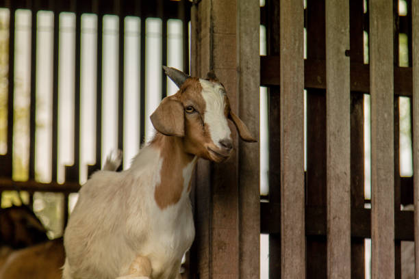 istock goats in the farm in Thailand 825604772