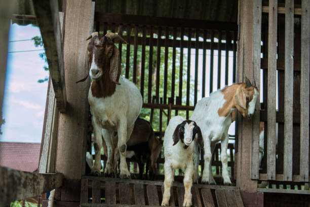 istock goats in the farm in Thailand 825604822