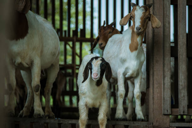 istock goats in the farm in Thailand 825604848