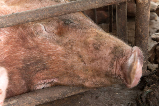 istock Pig is in old and dirty iron stalls. 825604998