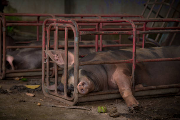 Pigs at a factory in russia. Meat production