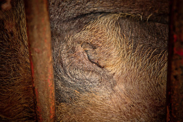 istock Pig is in old and dirty iron stalls. 825605058