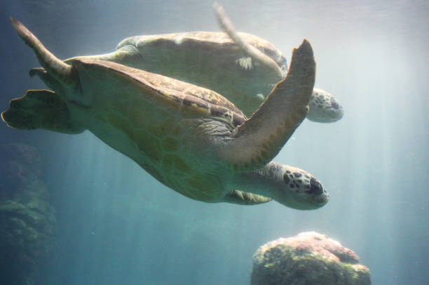 istock The green sea turtle (Chelonia mydas) 825605246