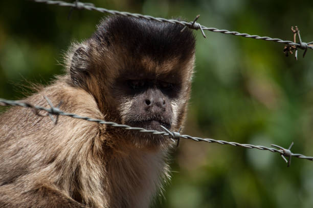 dietro le sbarre: una scimmia cappuccina tufted selvaggia (sapajus apella) trova una recinzione di filo spinato. - male animal mammal animals in the wild fur foto e immagini stock