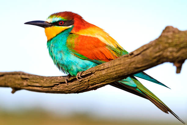 istock Color palette at the bird's feast 825607864