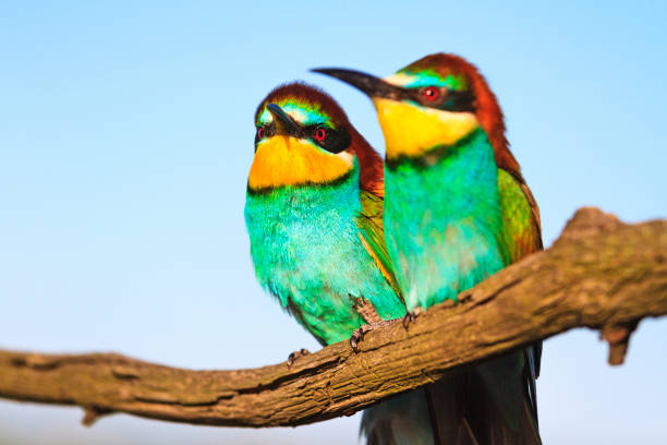 couple of beautiful lovers , wildlife , exotic bird