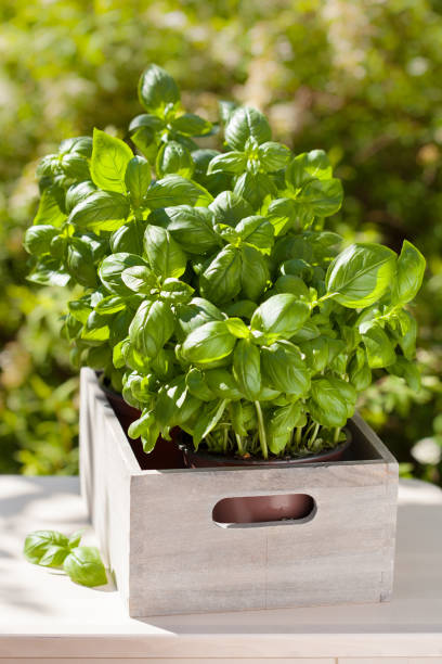 istock fresh basil herbs in wooden container in garden 825608450