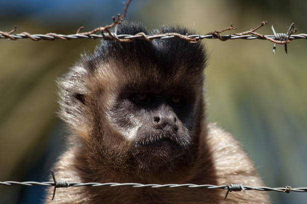 dietro le sbarre: una scimmia cappuccina tufted selvaggia (sapajus apella) trova una recinzione di filo spinato. - male animal mammal animals in the wild fur foto e immagini stock