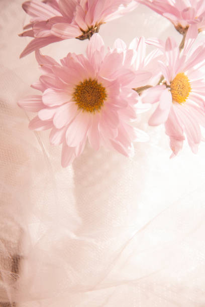 margarida rosa flores e tule branco, laço com copyspace. - mothers day frame flower single flower - fotografias e filmes do acervo