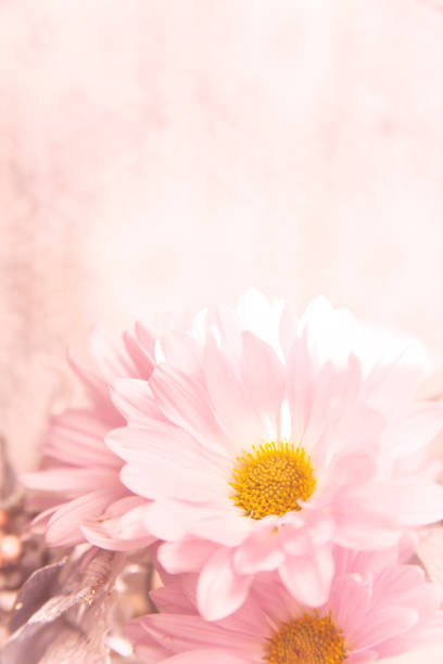 fiori di margherita rosa e tulle bianco, pizzo con spazio di copia. - mothers day frame flower single flower foto e immagini stock