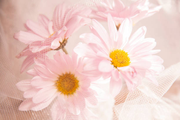 Happy Mother's Day!  Bouquet of pink daisy or chysanthamum flowers with white tulle, lace surround.  Copyspace for your message.