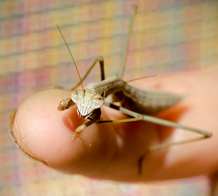 Chinese mantis, Tenodera sinensis, looking at camera from the finger tip of a small boy.