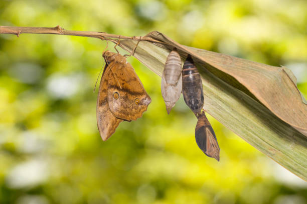 Emerging of common duffer butterfly ( Discophota sondaica Boisduval ) from chrysalis and mature pupa hanging on twig with clipping path