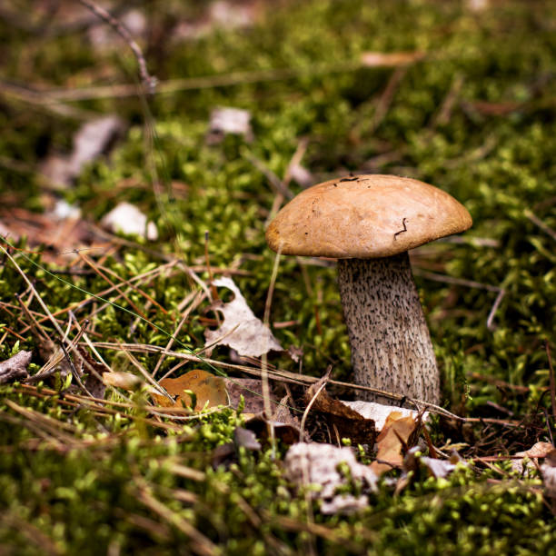 fungo di betulla cresce nella foresta. - london marathon foto e immagini stock